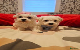 Maltese dogs for sale: 💫Tiny Maltese! 1 boy and 1 girl left! 💫 - Image 5