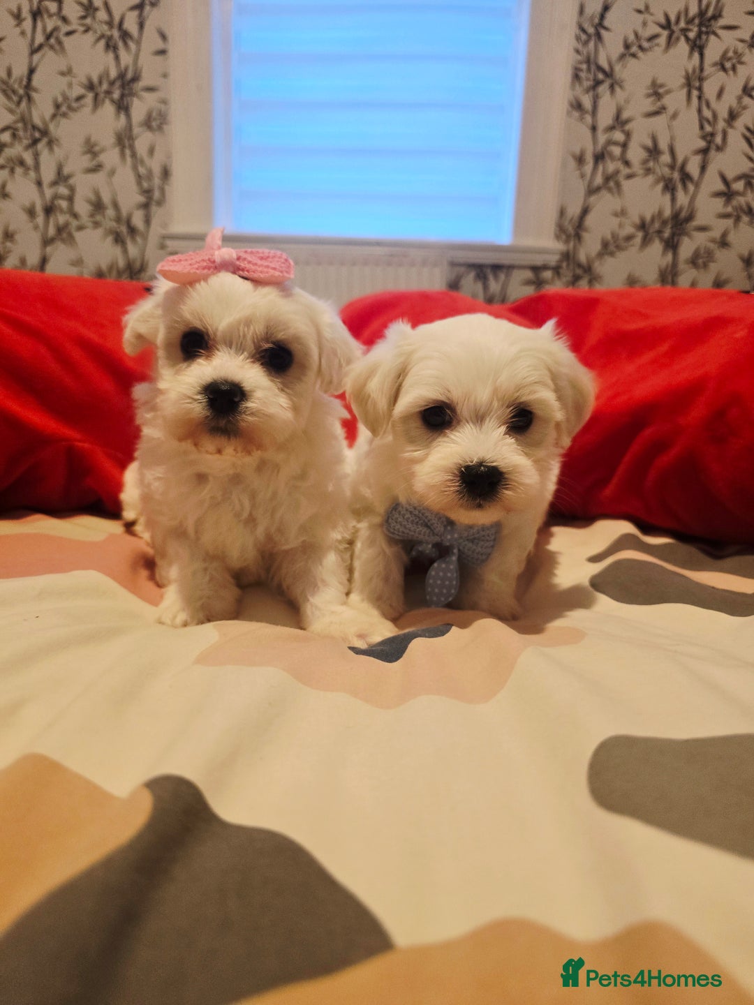 Maltese dogs for sale: 💫Tiny Maltese! 1 boy and 1 girl left! 💫 - Image 5