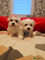 Maltese dogs - Advert 3