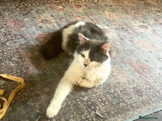 Mixed Breed cats Floyd - Advert 3