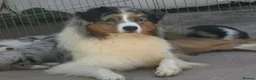 Australian Shepherd dogs for sale: Australian shepherd Black Tri Male Puppy - Advert 2