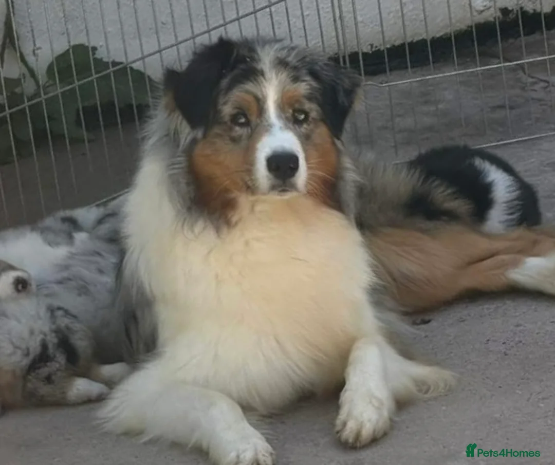 Australian Shepherd dogs for sale: Australian shepherd Black Tri Male Puppy - Advert 2