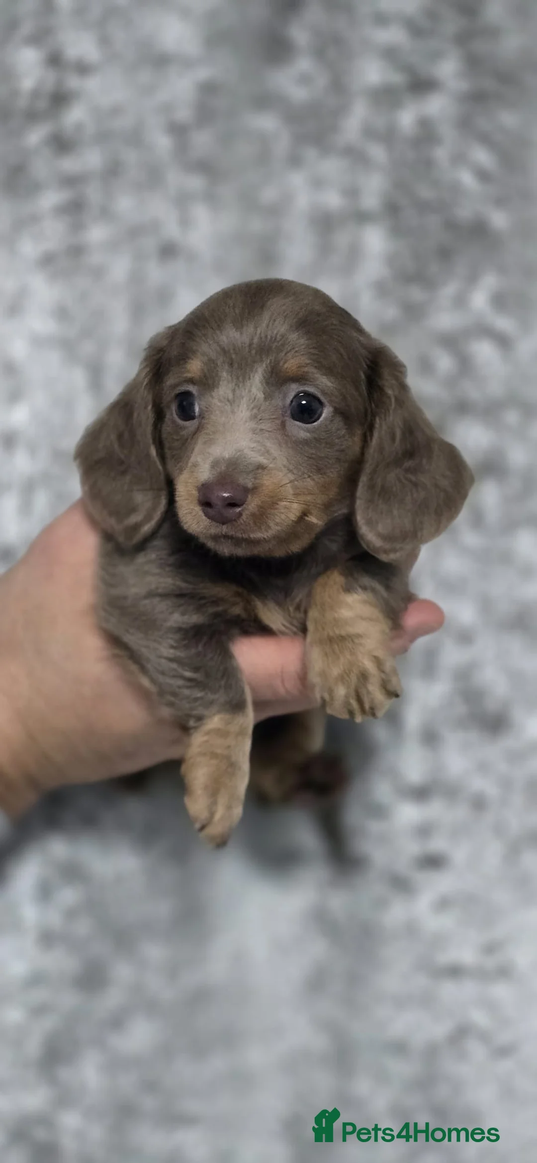 Dachshund dogs for sale: Beautiful miniature Dachshund puppies - Advert 11