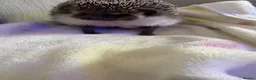 Pygmy Hedgehog rodents for sale: Male African pygmy hedgehog  in Bristol - Advert 3