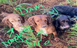 Cocker Spaniel dogs for sale: Working Cocker Spaniel - Image 6