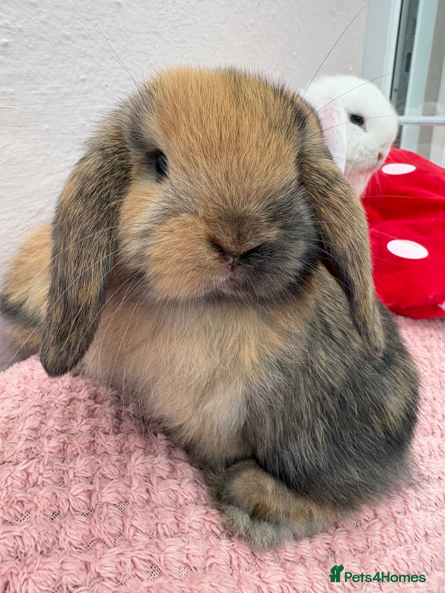 Mini Lop rabbits Mini lops-raised indoors-vaccinated  - Advert 2