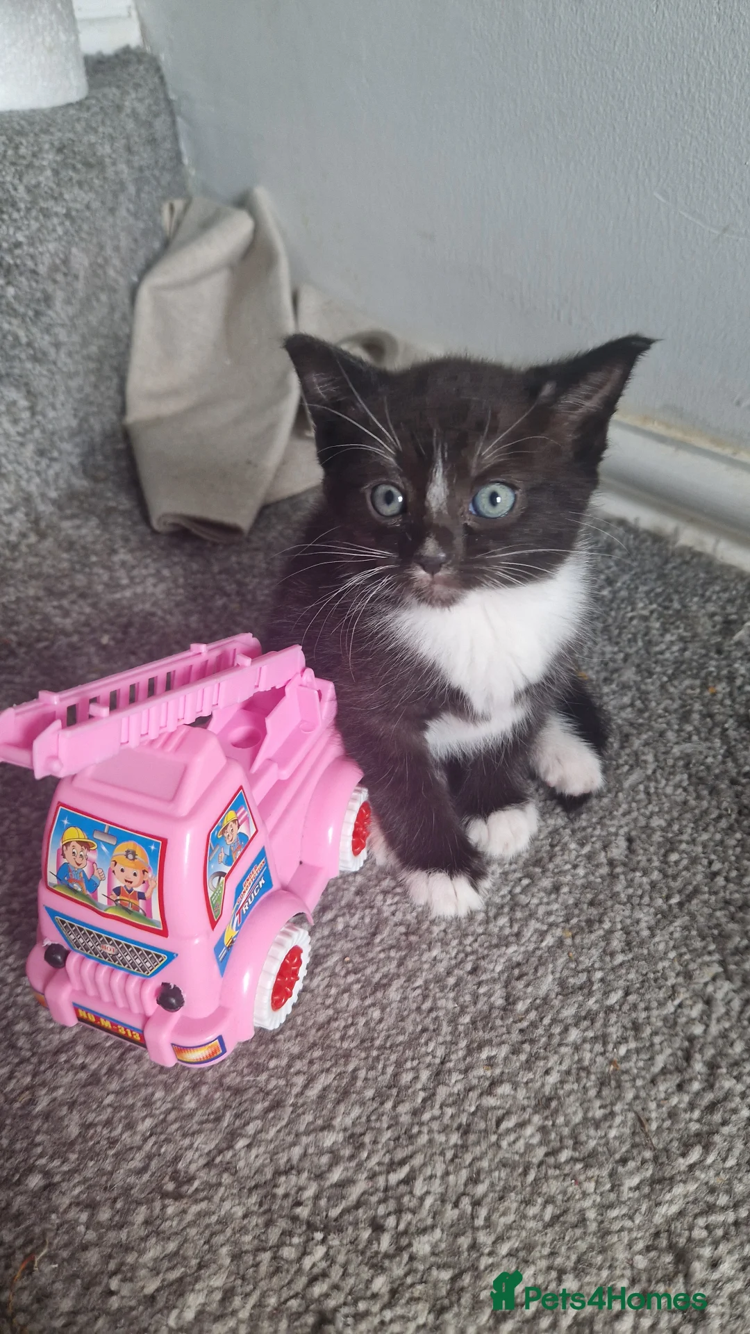 Mixed Breed cats for sale: Kittens for new home in Manchester - Advert 2