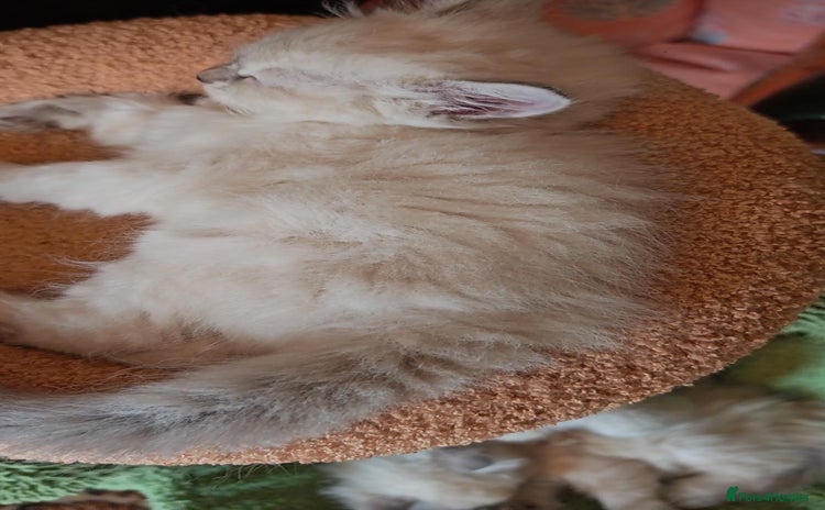 Siberian cats - Advert 4