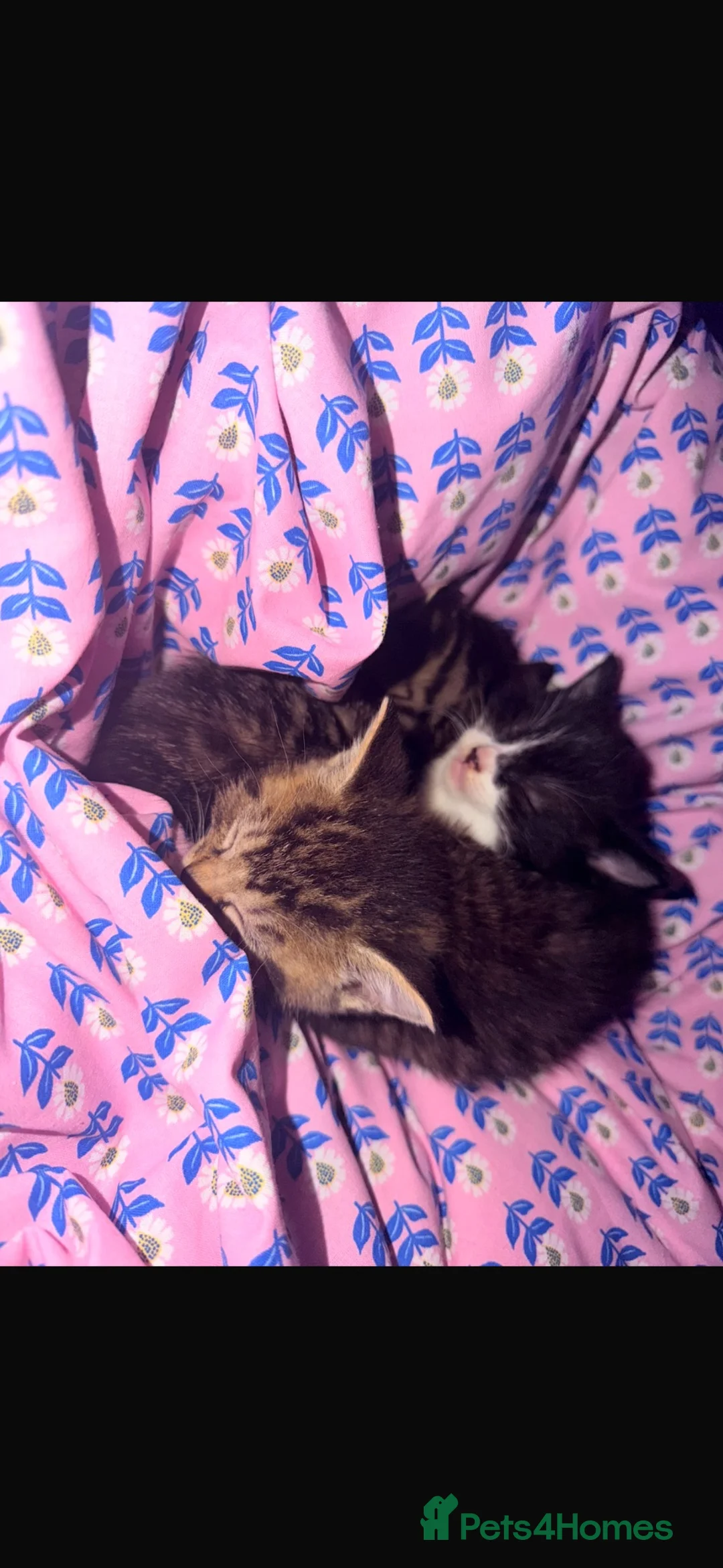 Mixed Breed cats for sale: BABY GIRL READY FOR NEW HOME  - Advert 3
