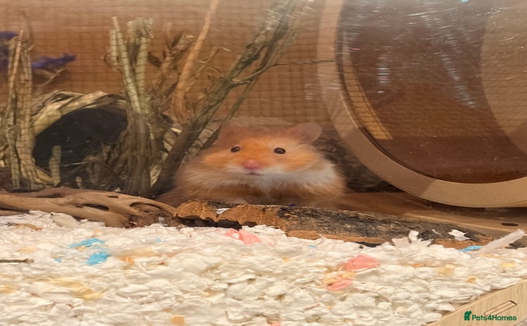 Hamster rodents - Advert 1