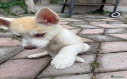 Siberian Husky dogs for sale: Siberian husky - Image 5