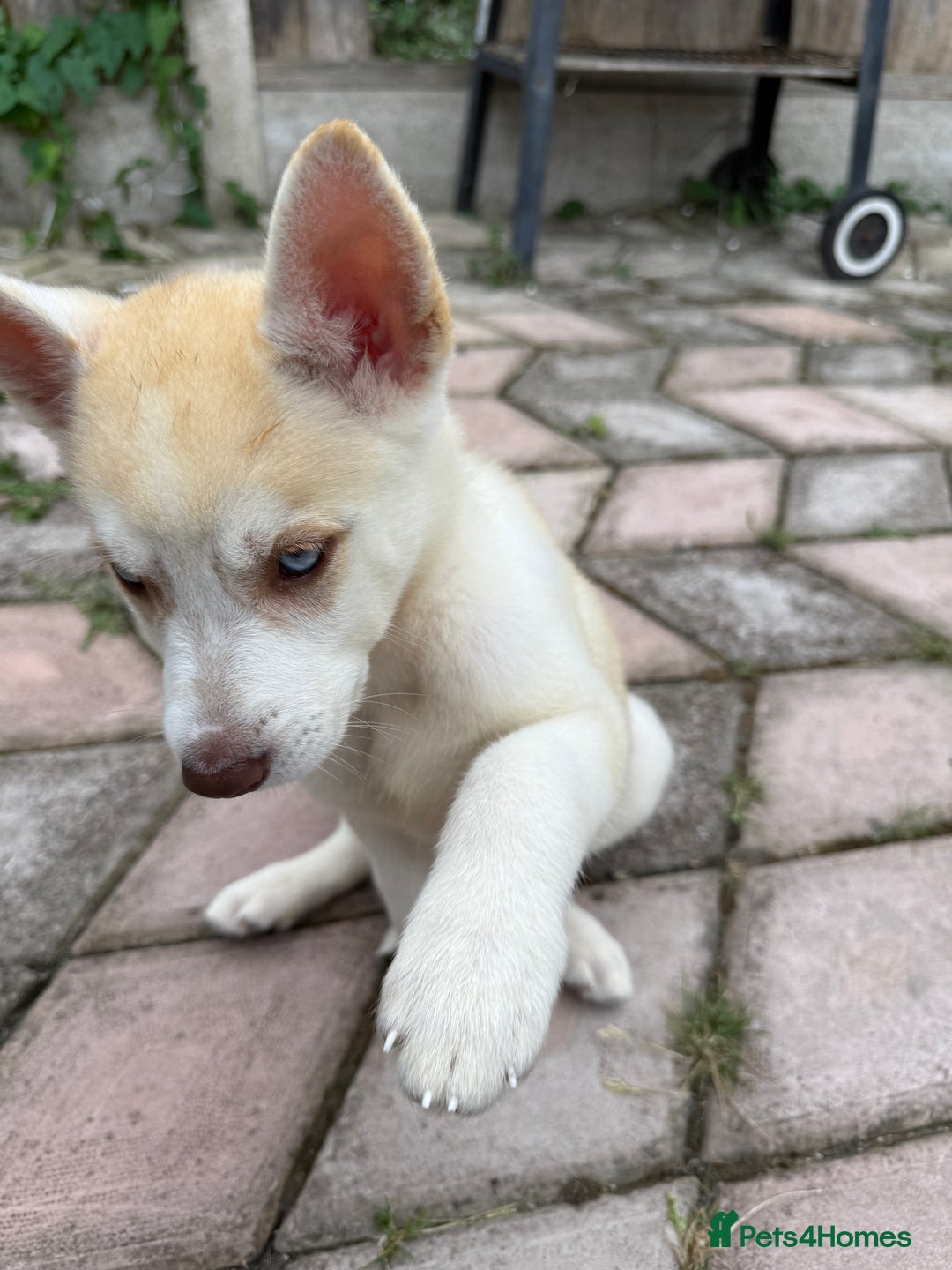Siberian Husky dogs for sale: Siberian husky - Image 5