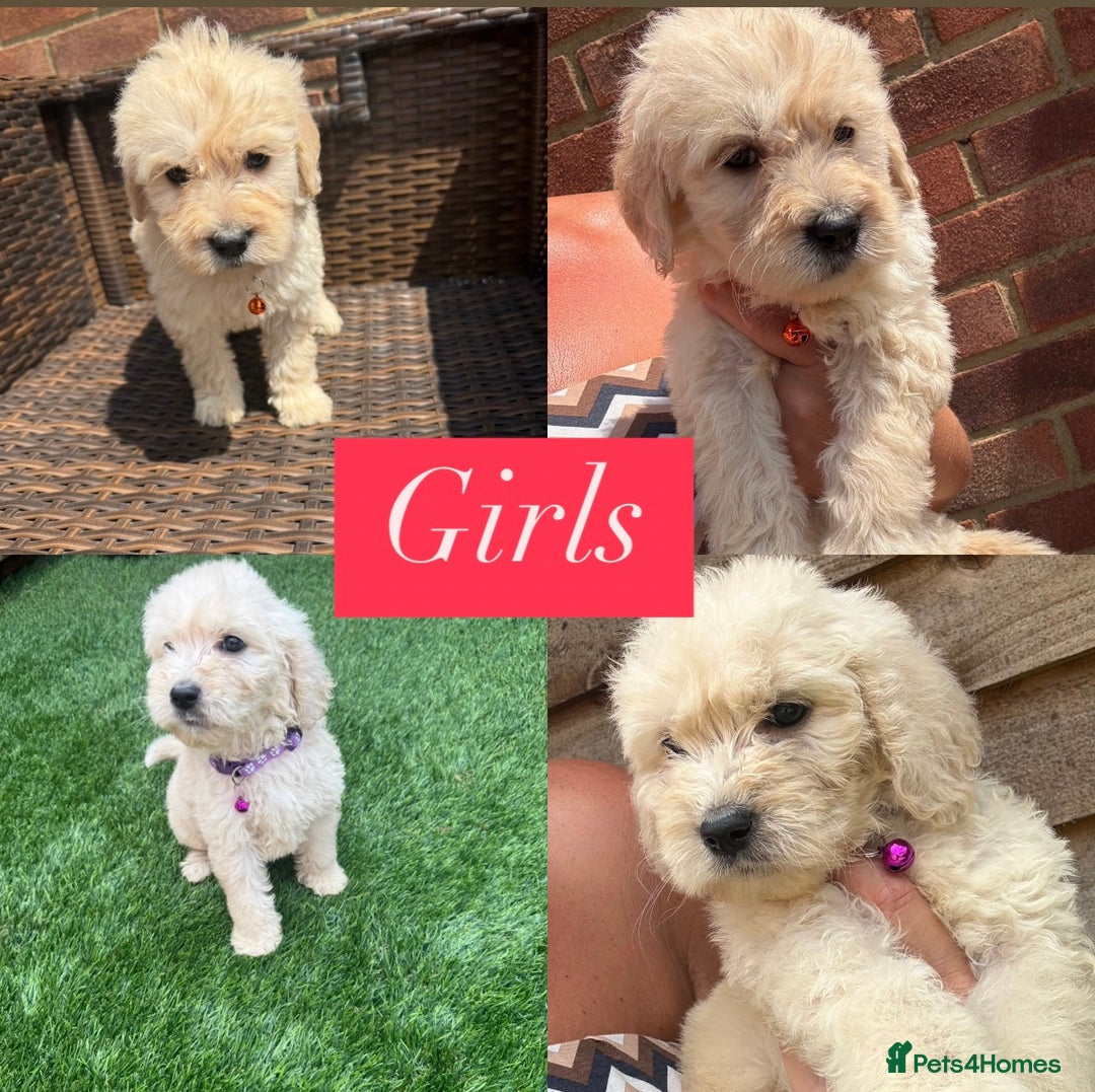 Goldendoodle dogs for sale: F1B GOLDENDOODLE PUPPIES 2 BOYS AVAILABLE  in Farnham - Image 9