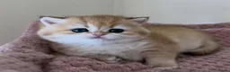 British Shorthair cats for sale: Stunning Golden Kittens  in Chesterfield - Advert 9