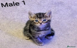 Russian Blue cats for sale: Intelligent & Balanced Russian Blue Cross Kittens - Image 12