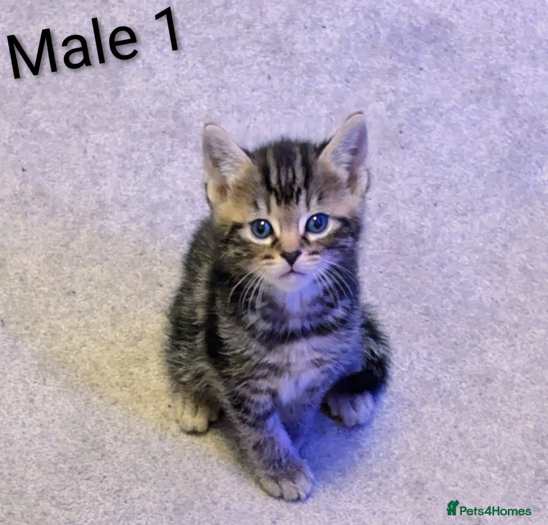 Russian Blue cats for sale: Intelligent & Balanced Russian Blue Cross Kittens - Image 12