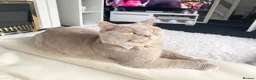 British Shorthair cats for sale: British short haired male adult for sale  - Advert 5