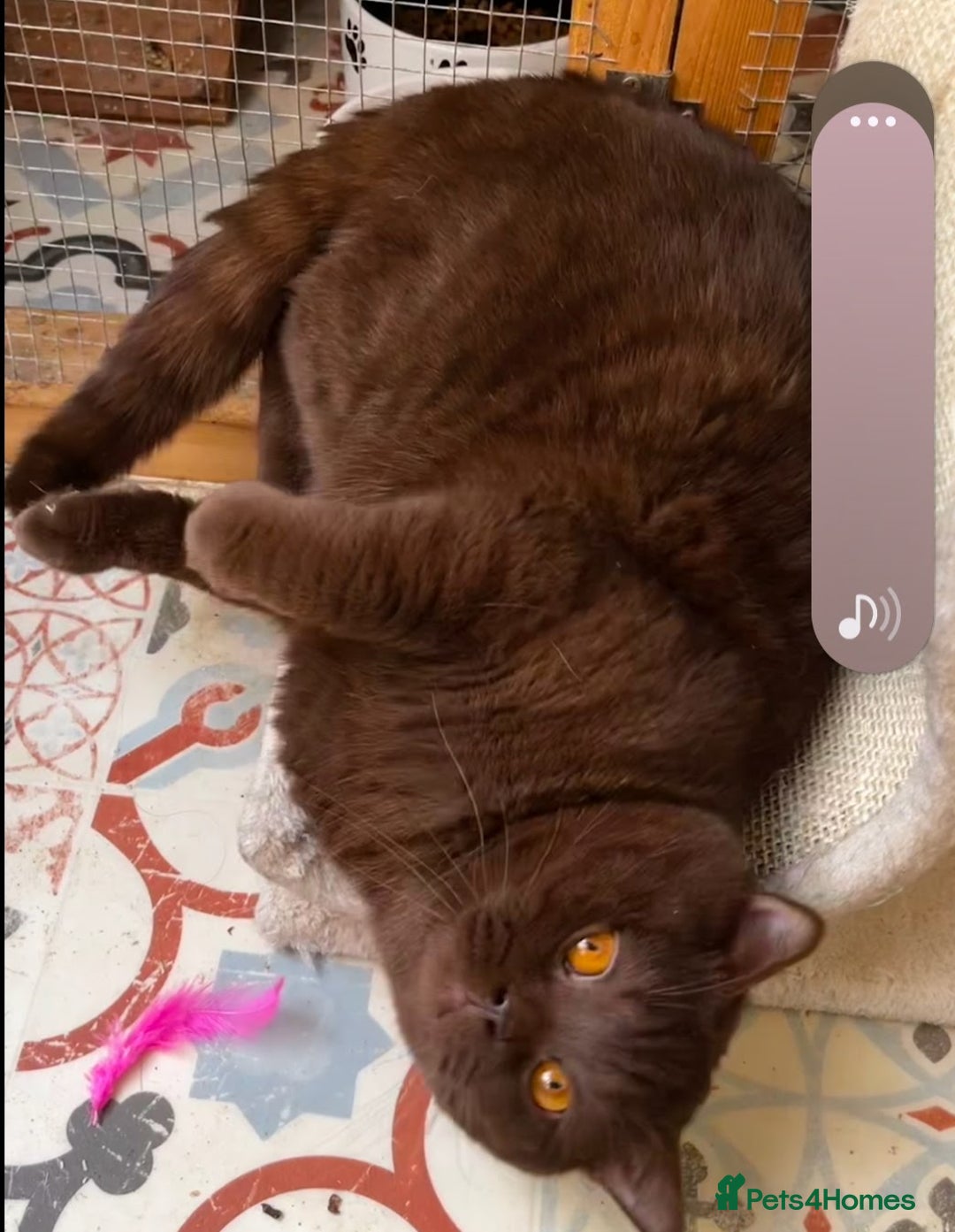 Brazilian Shorthair cats for stud: Chocolate Shorthair  - Image 2