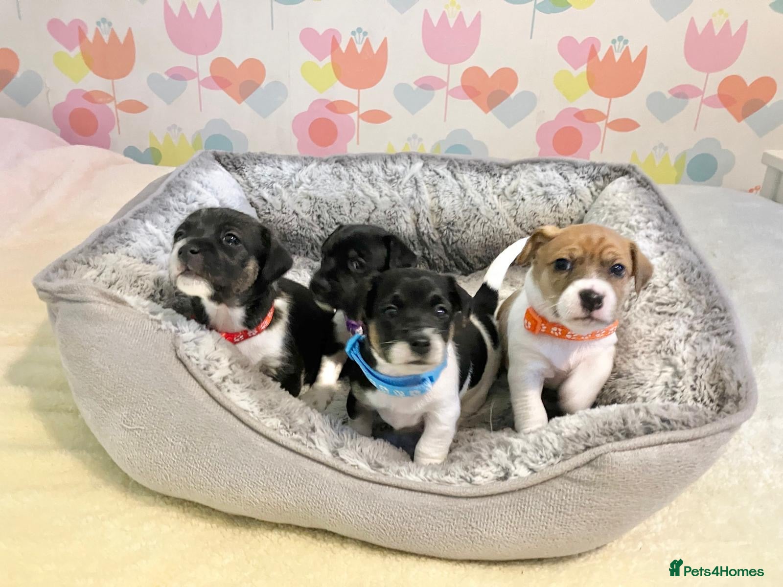 Jack Russell dogs Stunning Jack Russell puppies - Advert 1