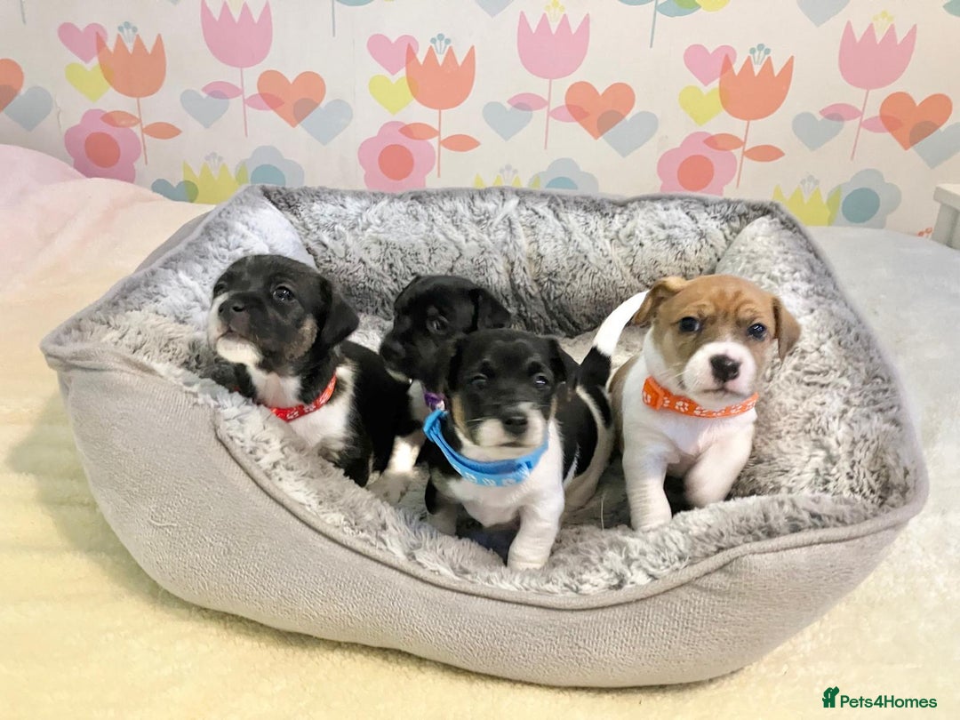 Jack Russell dogs for sale: Stunning Jack Russell puppies - Image 1