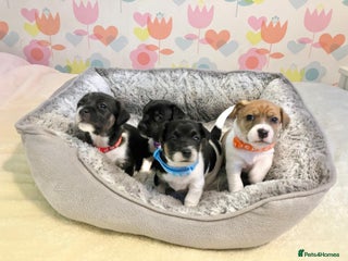 Jack Russell dogs - Advert 3