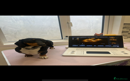 Miniature Dachshund dogs for sale: MINIATURE DACHSHUNDS REDUCED!! - Image 11