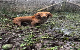 Miniature Dachshund dogs for sale: Miniature Dachshund Pups  in Banbury - Image 15