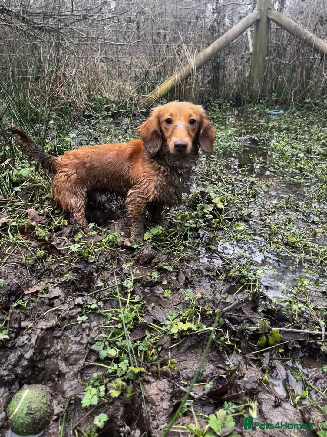 Miniature Dachshund dogs for sale: Miniature Dachshund Pups  in Banbury - Image 15