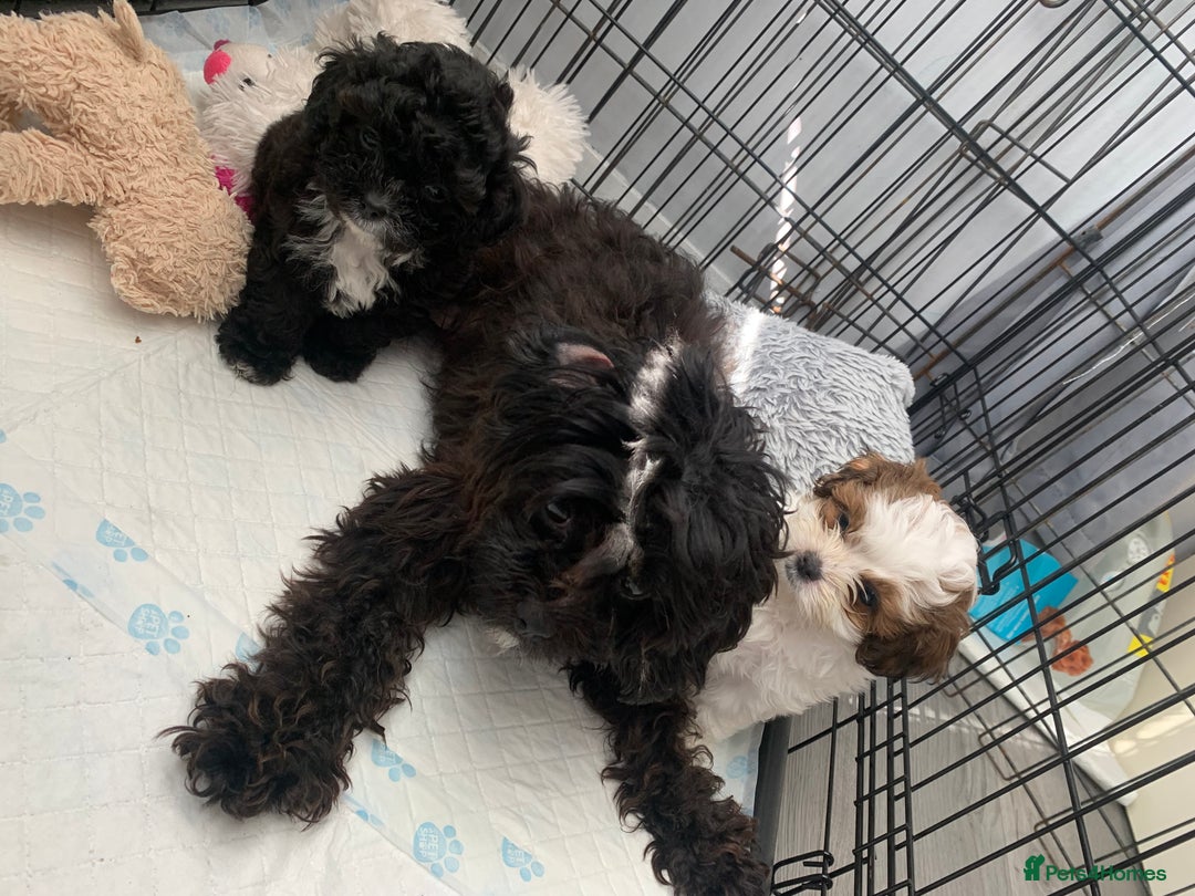 Shihpoo dogs for sale: shihpoos  - Image 6