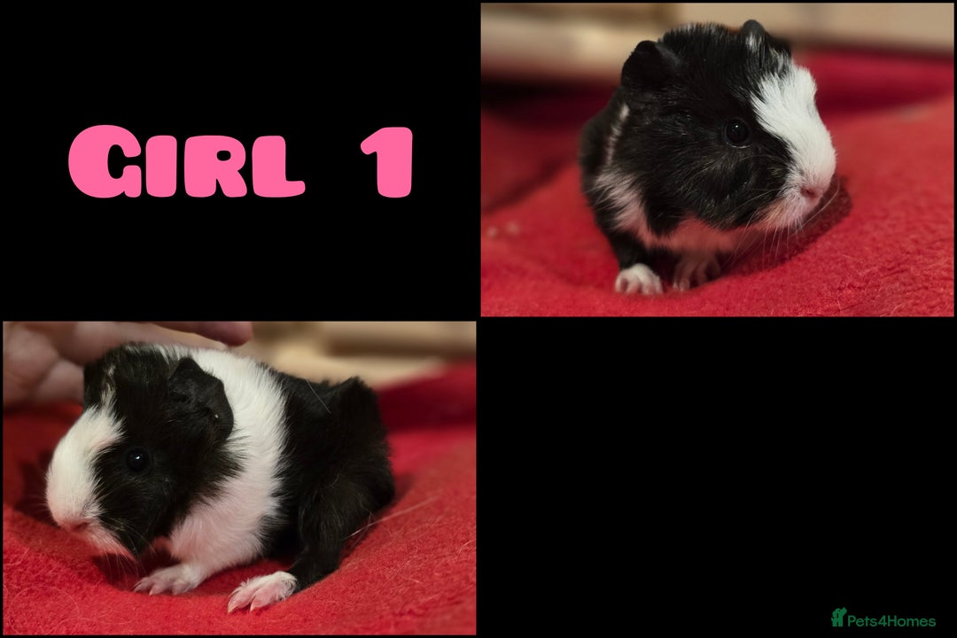 Guinea Pig rodents for sale: Beautiful longhaired guinea pigs- boys and girls - Image 2