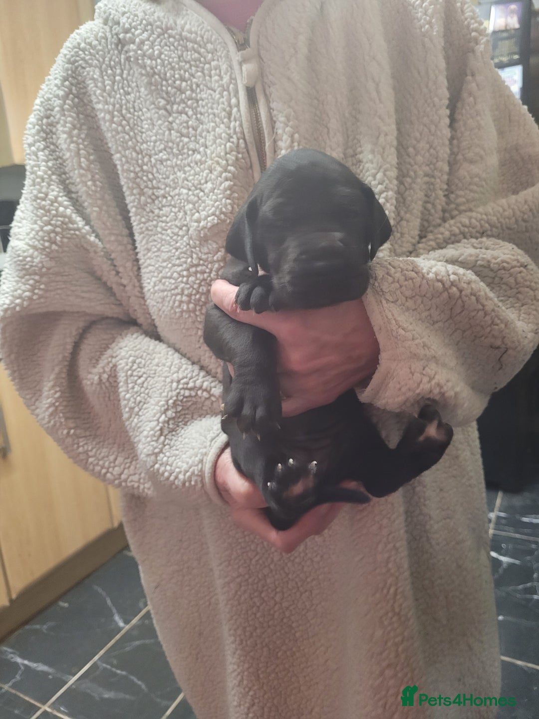 Great Dane dogs for sale: Magnificent litter of black great dane puppies - Advert 4