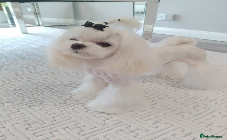 Maltese dogs - Advert 5