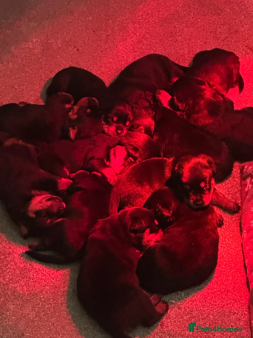 Rottweiler dogs for sale: Beautiful Rottweiler puppies  - Advert 4