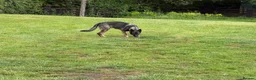 German Shepherd dogs for sale: Quality German Shepherd  - Advert 1