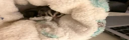 Sugar Glider rodents for sale: 4 sugar gliders for sale and 2 cages in London - Advert 8