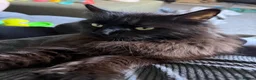 Maine Coon cats for sale: Purebred Maine Coon Kittens.Blue,Black Smoke,Tabby - Advert 4