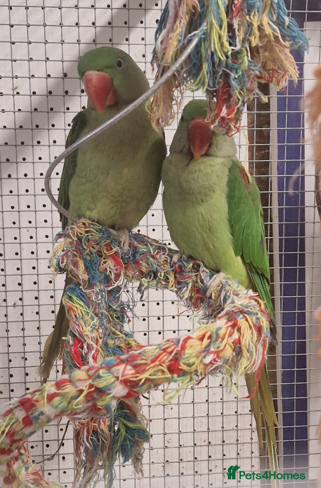 Parrots birds for sale: Parrots/ Parakeets Available  - Advert 32