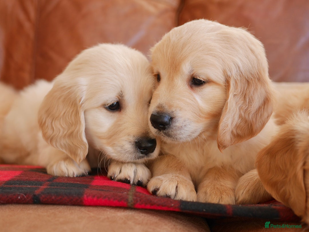 Golden Retriever dogs for sale: Stunning Health Tested Golden Retriever Puppies - Advert 3