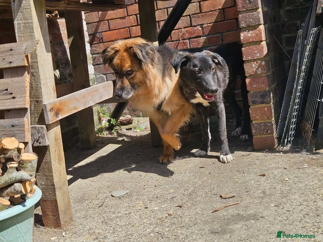 Mixed Breed dogs for adoption: Green for adoption in Leigh-on-Sea - Advert 5