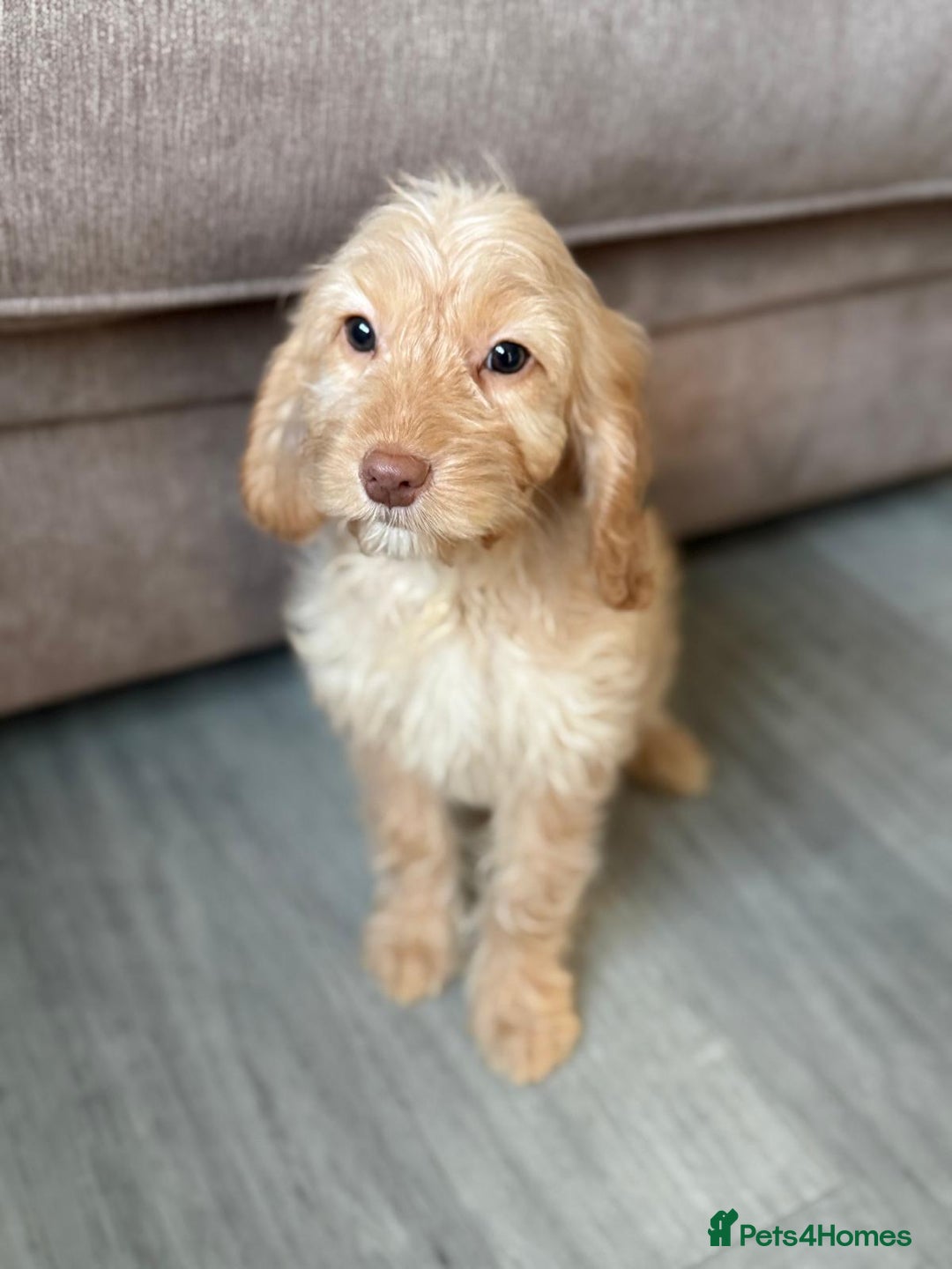 Cockapoo dogs for sale: F1 mixed coloured Cockapoo puppies - Advert 12