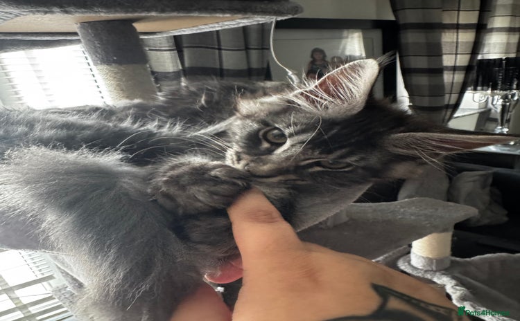 Maine Coon cats - Advert 1