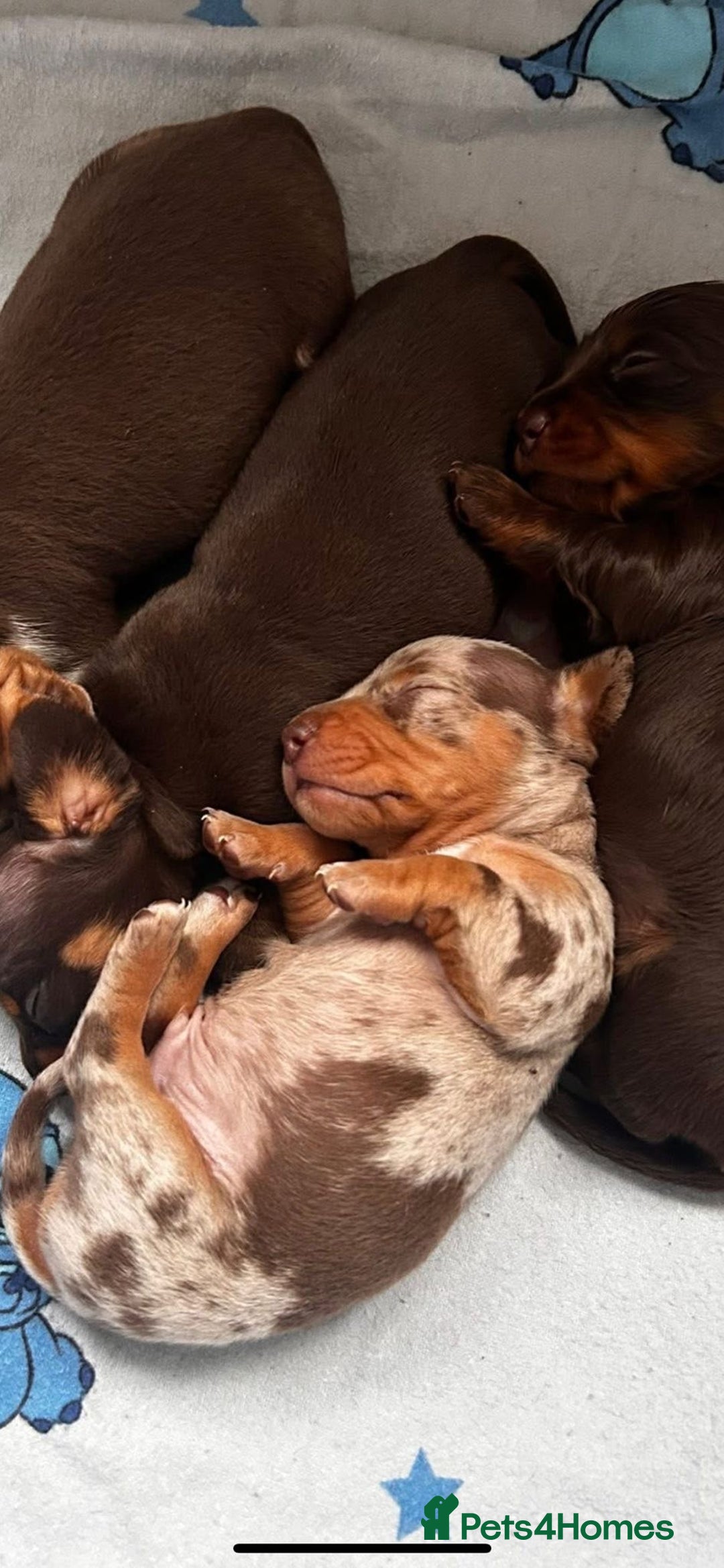 Miniature Dachshund dogs for sale: Miniature Dachshunds  - Advert 7