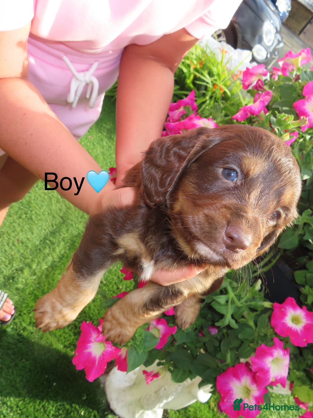Cockapoo dogs for sale: Beautiful cockerpoo puppies  - Image 29