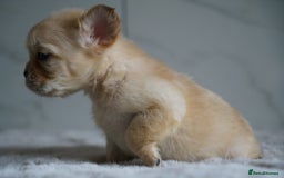 French Bulldog dogs for sale: Exceptional Fluffy French Bulldog Puppies - Image 32