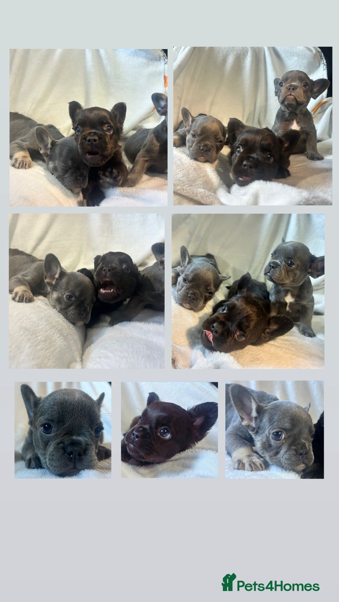 French Bulldog dogs for sale: French bulldogs , one fluffy (like his mum)  - Image 2