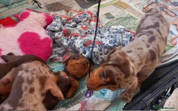 Miniature Dachshund dogs for sale: Miniature Dachshund Pups - Image 4