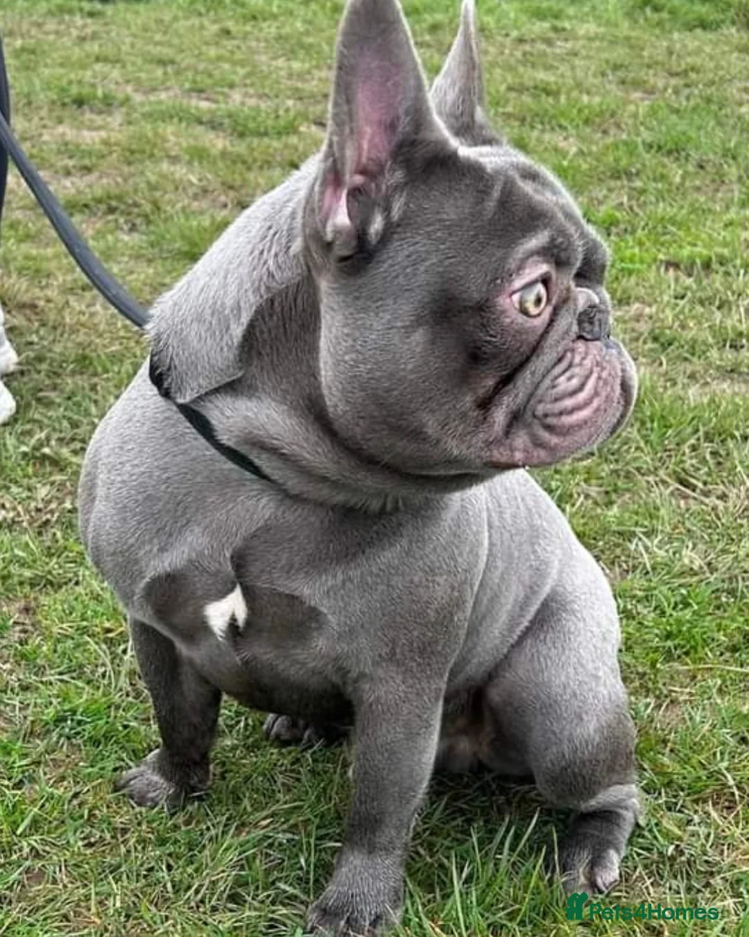 French Bulldog dogs for stud: Mayan, Rfg, bva, Silver health tested Lilac tan in Sheffield - Advert 32