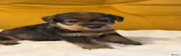 Welsh Terrier dogs for sale: Wawuzer puppies  - Advert 3