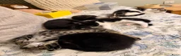 Domestic Shorthair cats for sale: Kittens for sale - Advert 32