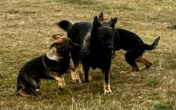 German Shepherd dogs for sale: Awesome Male Kennel Club Reg’d GSD Pup in Sturminster Newton - Image 24